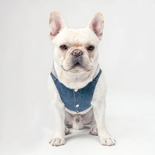 Tiny but Mighty Dog Denim Jacket - Art Dog Denim Coat - Word Art Dog Clothing